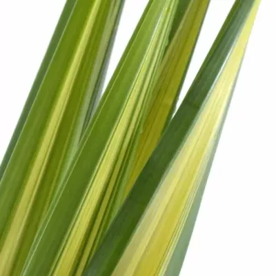 PANDANUS LEAF YELLOW