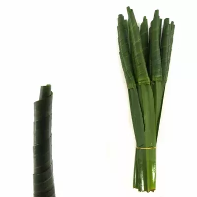 PANDANUS ROLL GREEN 50cm