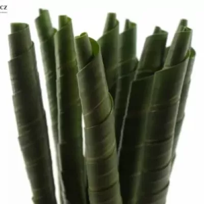 PANDANUS ROLL GREEN