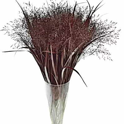 Panicum barvené FOUNTAIN BORDO 90cm