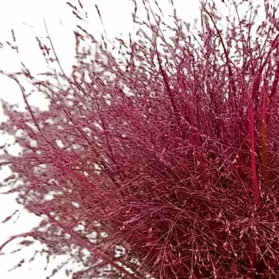 Panicum barvené FOUNTAIN CERISE