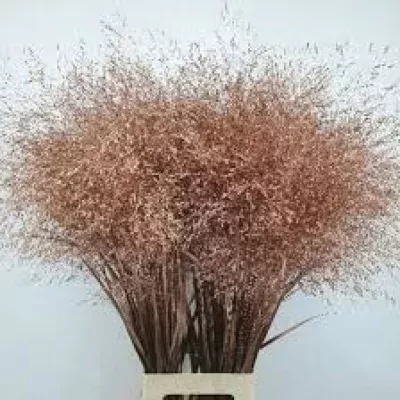 Panicum barvené FOUNTAIN COPPER 90cm