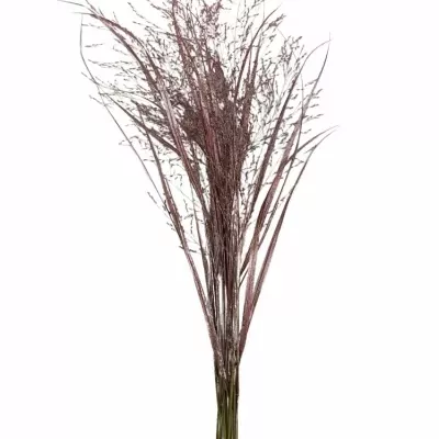 Panicum barvené FOUNTAIN METALIC BORDÓ 90cm