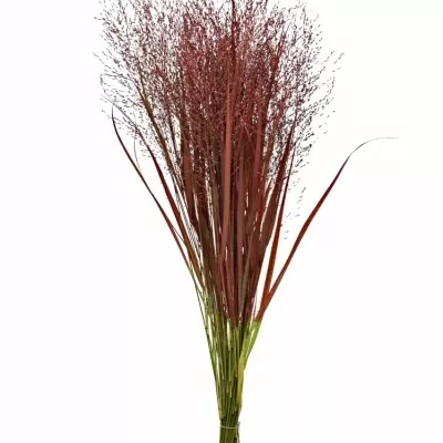 Panicum barvené FOUNTAIN RED 90cm