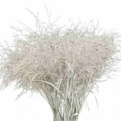 PANICUM FOUNTAIN WHITE