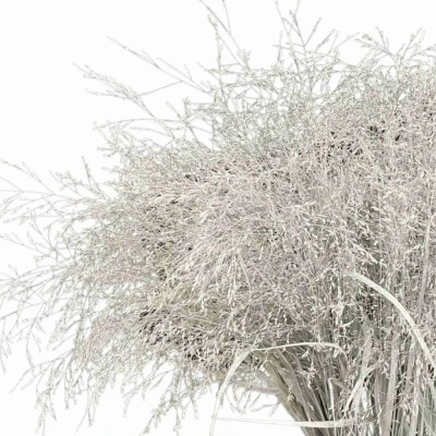 PANICUM FOUNTAIN WHITE 90cm