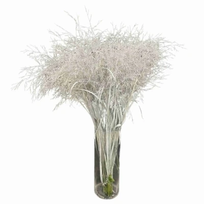 PANICUM FOUNTAIN WHITE
