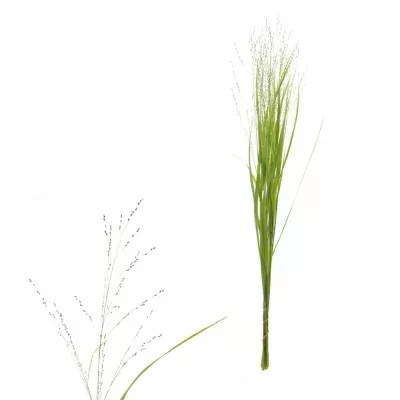 Panicum VIRGATUM Squaw