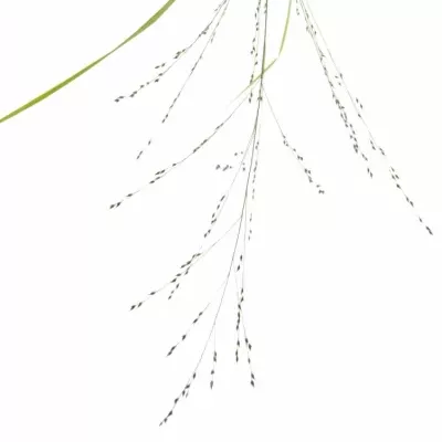 Panicum VIRGATUM Squaw