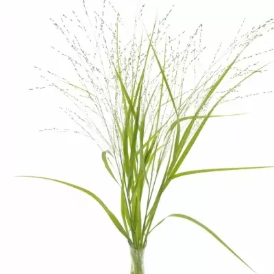 Panicum VIRGATUM Squaw