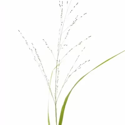 Panicum VIRGATUM Squaw