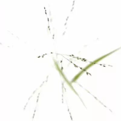 Panicum VIRGATUM Squaw