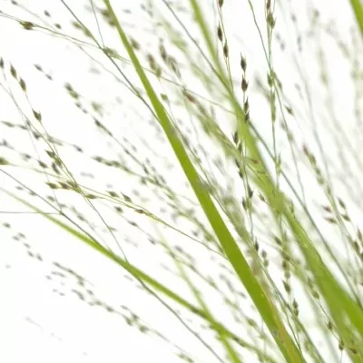 Panicum VIRGATUM Squaw
