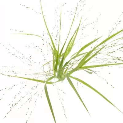Panicum VIRGATUM Squaw