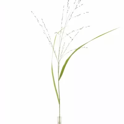 Panicum VIRGATUM Squaw