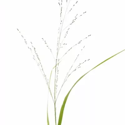 Panicum VIRGATUM Squaw
