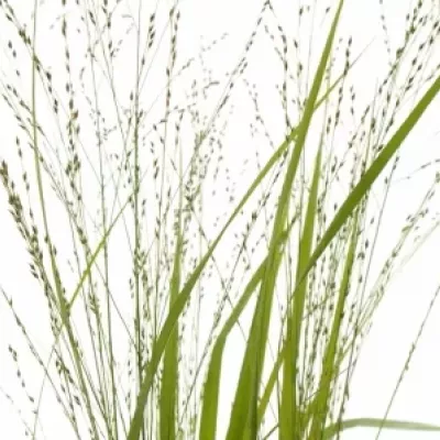 Panicum VIRGATUM Squaw