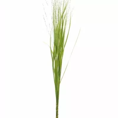 Panicum VIRGATUM Squaw
