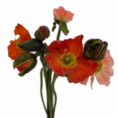 PAPAVER OR PIZZICANTO