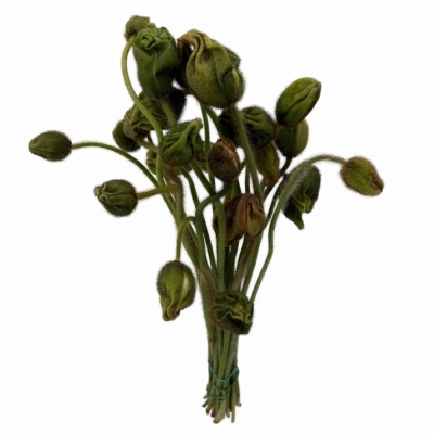 PAPAVER OR PIZZICANTO