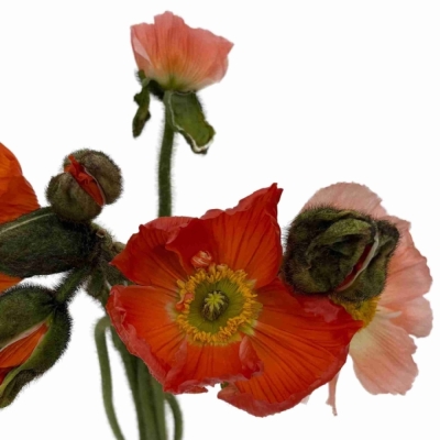 PAPAVER OR PIZZICANTO