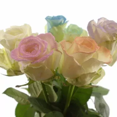 Pastelová růže MARSHMALLOW MIX 60cm (L)