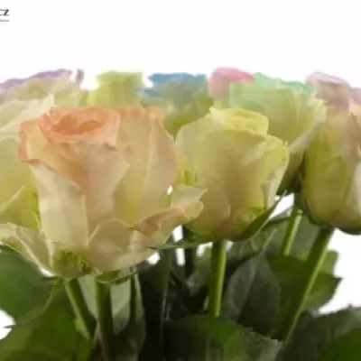 Pastelová růže MARSHMALLOW MIX