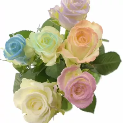 Pastelová růže MARSHMALLOW MIX