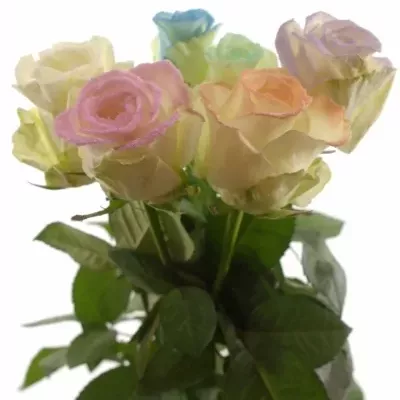 Pastelová růže MARSHMALLOW MIX