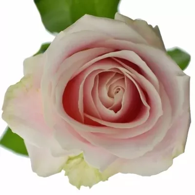 Pastelové růže AVALANCHE PASTEL MIX 50cm (L)