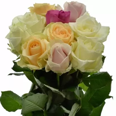 Pastelové růže AVALANCHE PASTEL MIX 60cm (L)