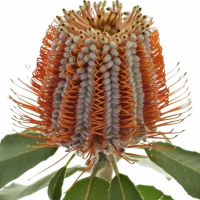 BANKSIA COCCINEA 45cm