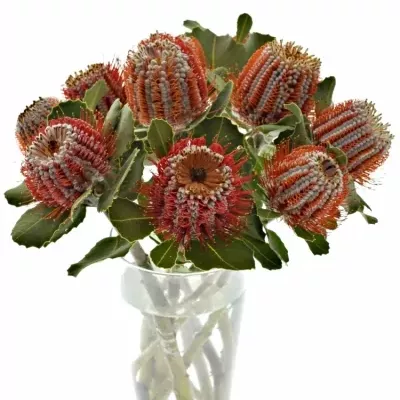 Pavoučkovec COCCINEA 35cm