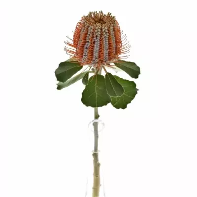 Pavoučkovec COCCINEA 35cm