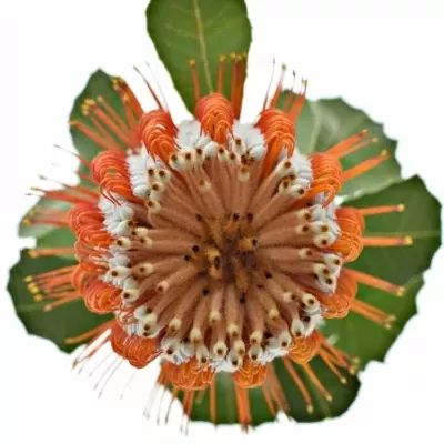 Pavoučkovec COCCINEA 35cm