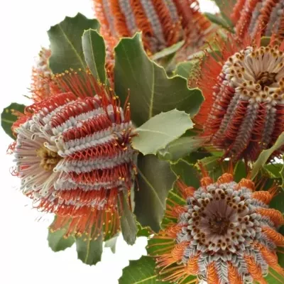 Pavoučkovec COCCINEA 35cm