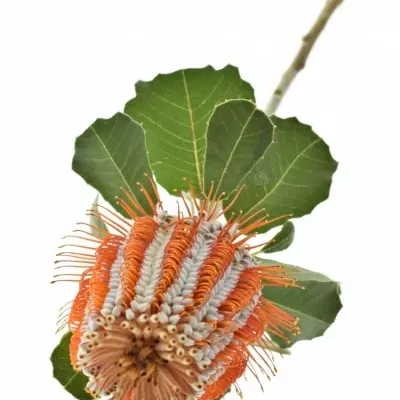 Pavoučkovec COCCINEA 35cm