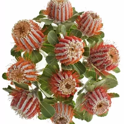 Pavoučkovec COCCINEA 35cm