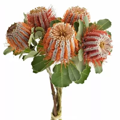 Pavoučkovec COCCINEA 35cm