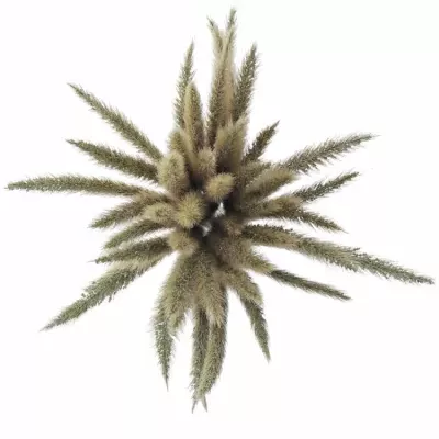 PENNISETUM ALOPECUROIDES BLONDIE 65cm