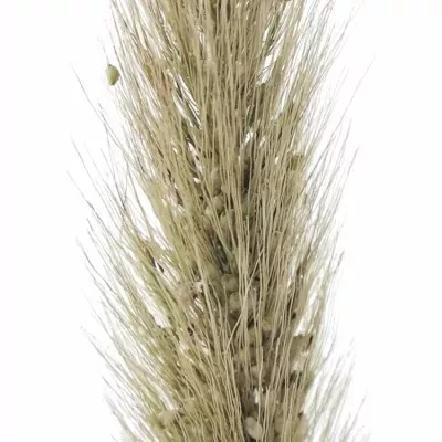 PENNISETUM ALOPECUROIDES BLONDIE 65cm
