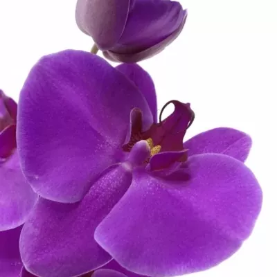 Phalaenopsis ANTHURA DELPHI 