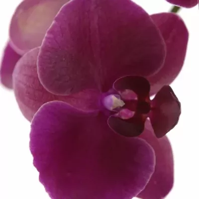 PHALAENOPSIS ANTHURA MONTE CARLO