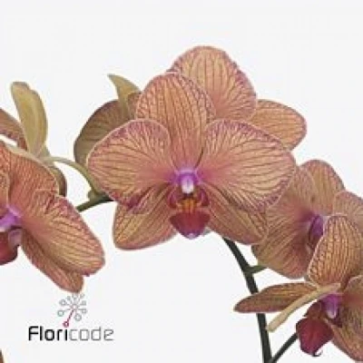 PHALAENOPSIS GOLDEN TREASURE