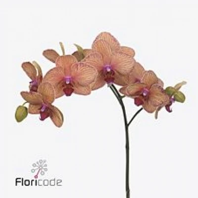 PHALAENOPSIS GOLDEN TREASURE