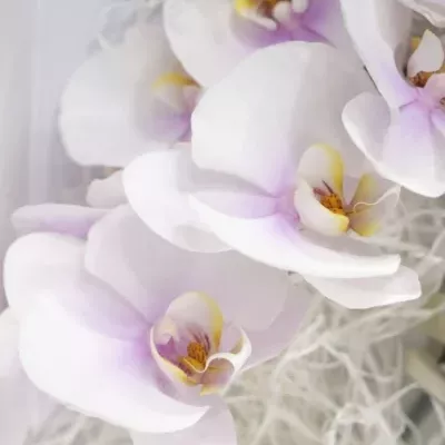 PHALAENOPSIS OKAYAMA