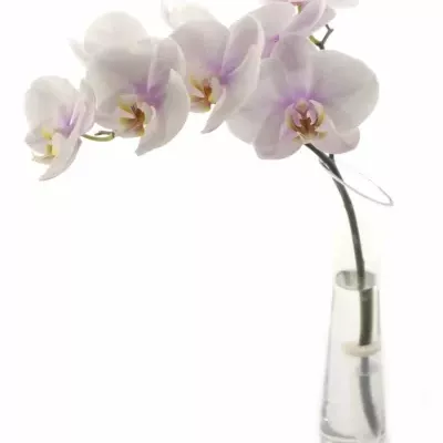 PHALAENOPSIS OKAYAMA
