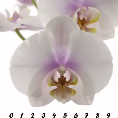 PHALAENOPSIS OKAYAMA
