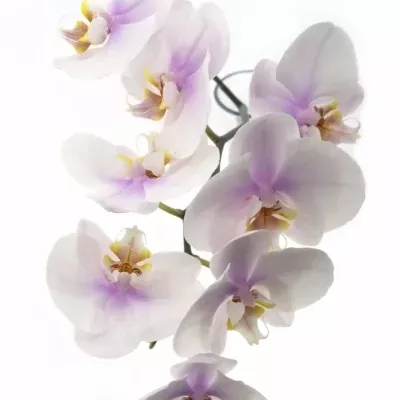 PHALAENOPSIS OKAYAMA