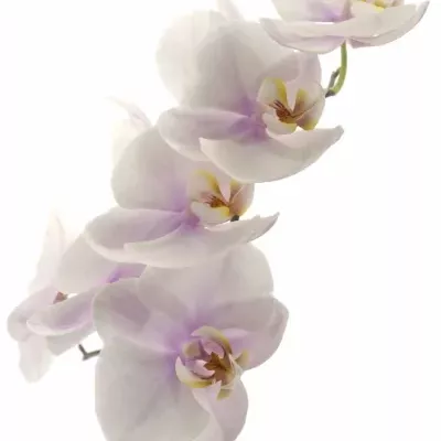 PHALAENOPSIS OKAYAMA